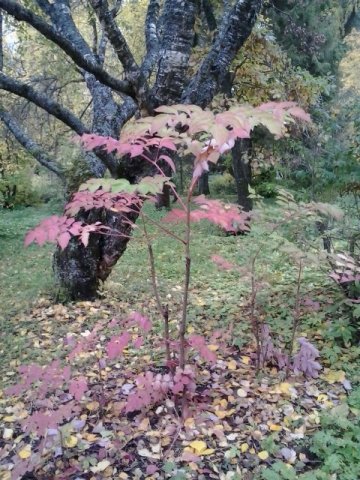 Aralia mandshurica